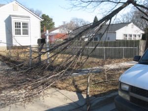 Downed tree at a Maryland foreclosed home
